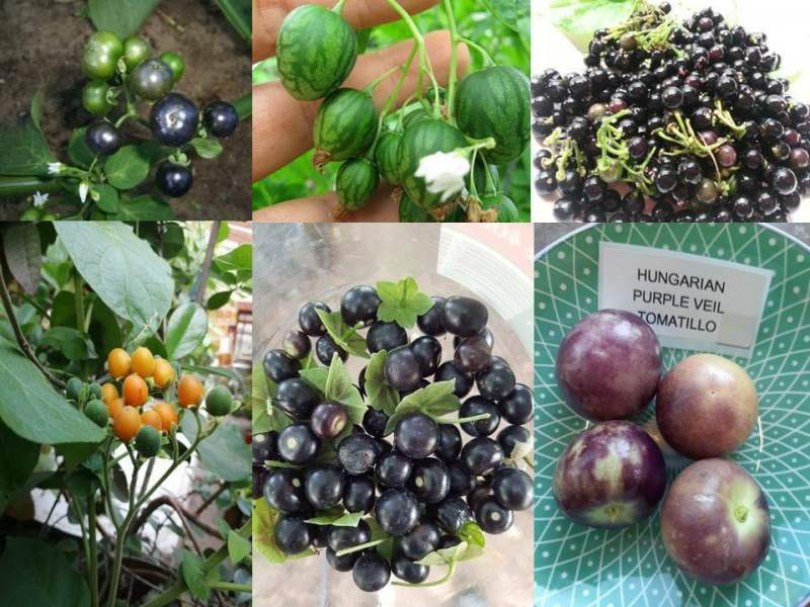 Gyorsan termőre forduló gyümölcstermő válogatás 6 fajta - Tomatillo - Tamarillo - Physalis - Akciós paradicsommagok az Egzotikus Növények Stúdiója kínálatából